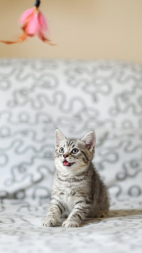 What to do if a cat gets a nasal branch