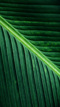 PAIXIN-plant (16)