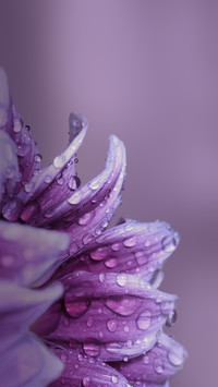 Flower Macro. Natural Background