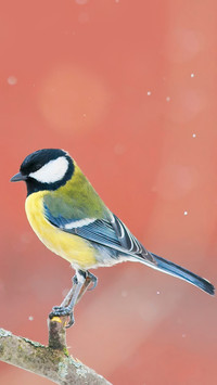 Lovely animals-02