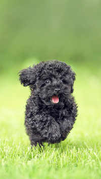 A small poodle puppy runs on the grass