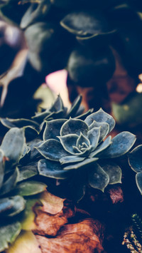 plant (3)
