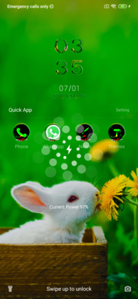 Cute Bunny