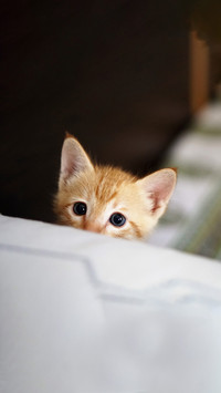 Innocent eyes of kitten