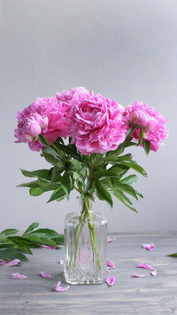 Old Flower Craftsman Teaches You Tips for Growing Flowers 2
