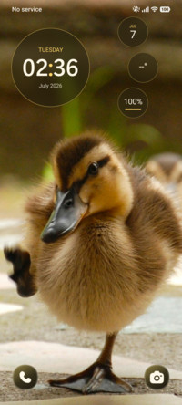 Sunny Duckling