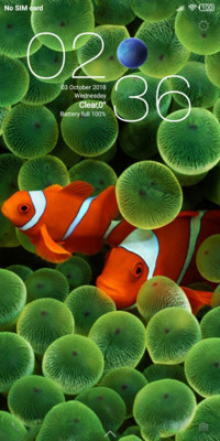 Clown Fish