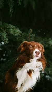 Dog is sitting near christmas trees