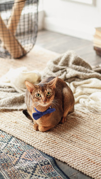Cats hair loss problem
