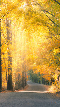 The colorful autumn