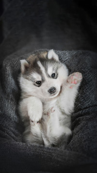 Husky is cheeky 3