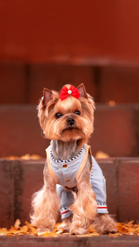 Yorkshire Terrier and cosmos field