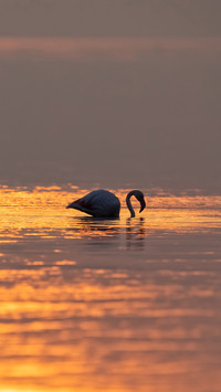 Beautiful flamingo silhouette on water in sunrise