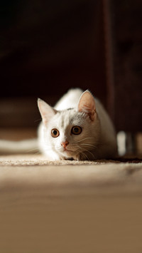 A white kitten on a brown background