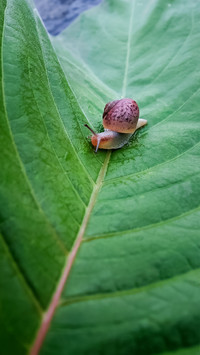 寻找幸福的蜗牛