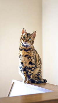 Young bengal cat waiting