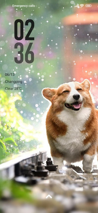 rain dog