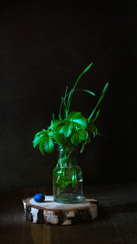 Lazy Plants that Can Live by Dropping Them into Water 3