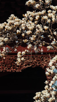 The spring scenery of Chaotian Palace in Nanjing