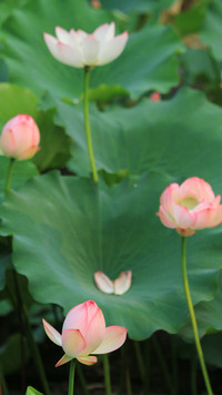 夏季荷花-拍信图库