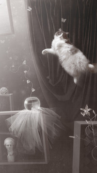 Flight of the March Cat