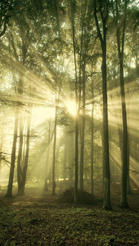 Forest Green Path