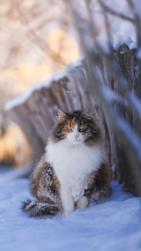 猫咪为什么这么讨厌洗澡