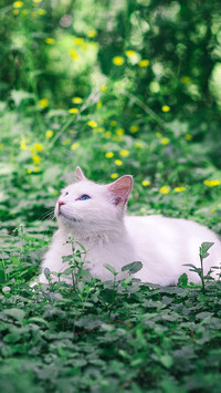Pet cat39