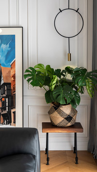 Indoor plant decorat