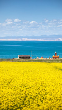Rapeseed flowers bloom by qinghai lake