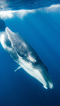 Humpback whale playing on the blue sea surface