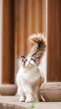 What is the use of the barbs on a cats tongue