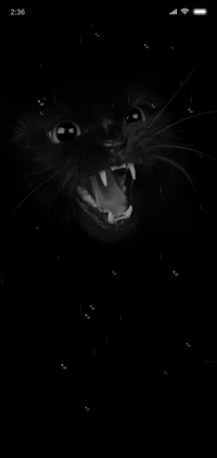 闪烁的猫眼