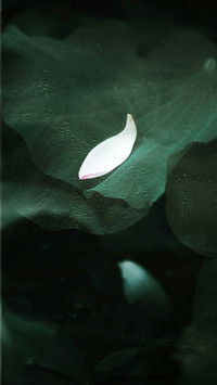 A lotus petal