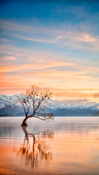 tree