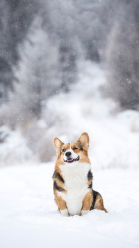 柯基犬勇敢而友善