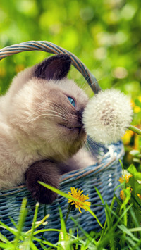 傲娇的猫主子