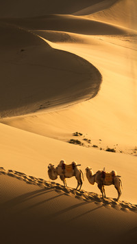 Camel and its hump 83