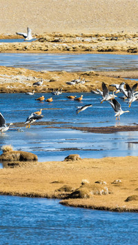 Barheaded geese by the wetland