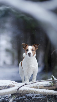 Lovely Jack Russell Terrier in Snow