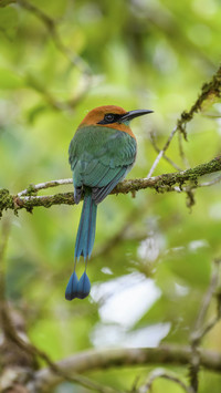 Beatiful Motmot Bird on a Branch