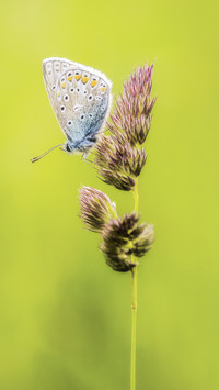 Tips for fast macro photography 4