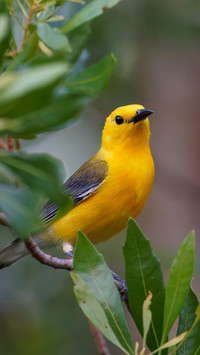 The original robin on the branch