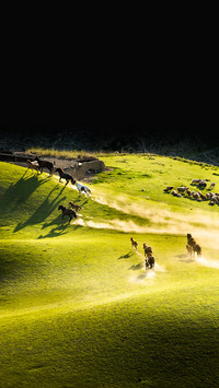 Xinjiang shepherds drive horses to plateau pastures