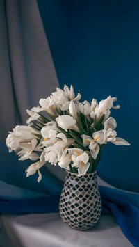 White irises in a gray and blue background on a table
