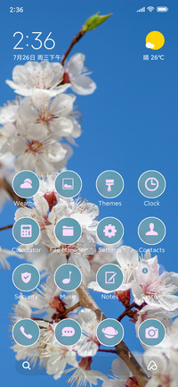 cherry Blossoms
