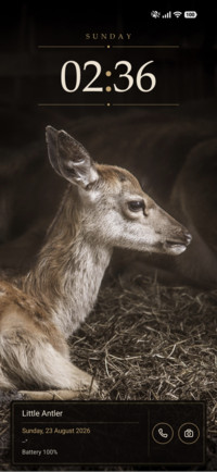 Little Antler