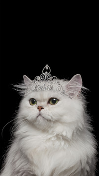 Top 10 most beautiful cats in the world 37