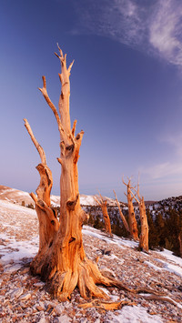 India-Bristlecone pines