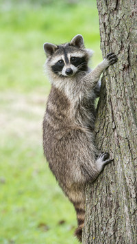 I can no longer look at these animals directly 9